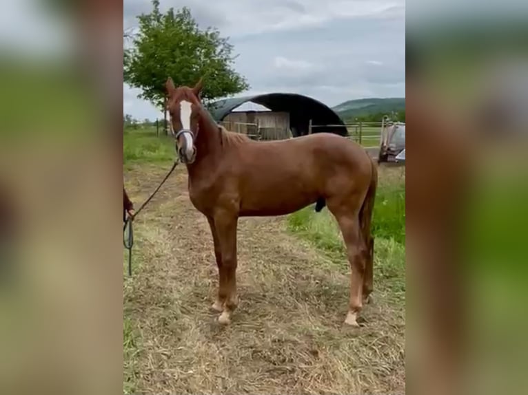 Rhinelander-häst Hingst 2 år 170 cm fux in Illingen