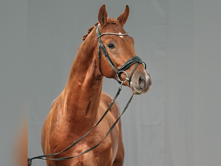 Rhinelander-häst Hingst 2 år fux in Münster-Handorf