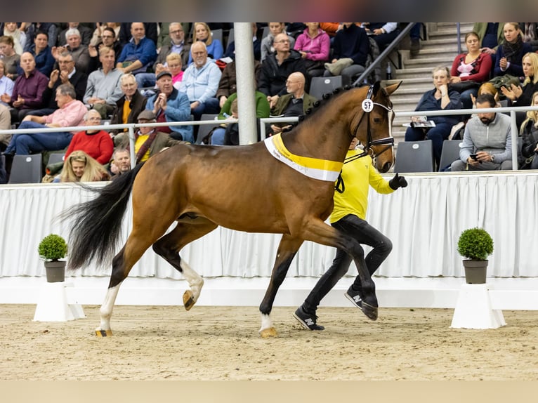 Rhinelander-häst Hingst Brun in Ankum