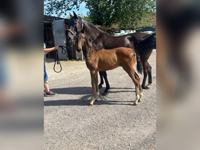 Rhinelander-häst Hingst Föl (04/2024) 172 cm Brun in Dortmund