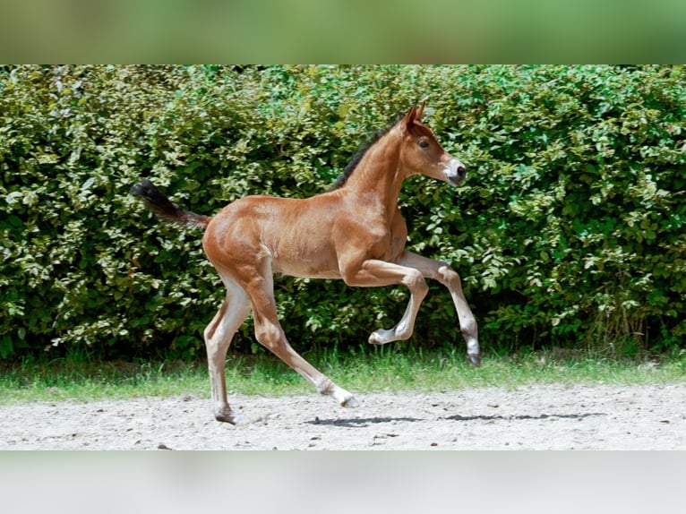 Rhinelander-häst Hingst Föl (01/2024) Brun in Mönchengladbach