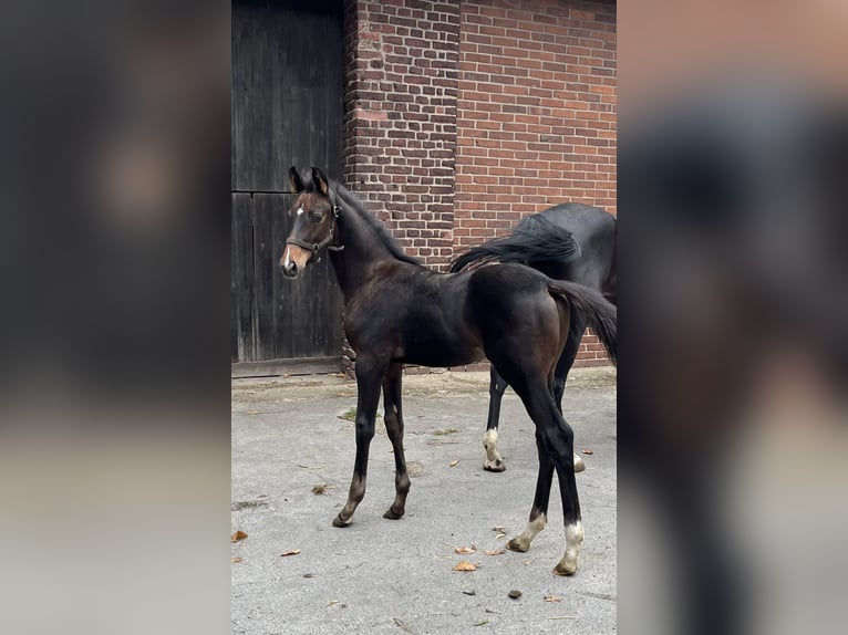 Rhinelander-häst Hingst Föl (05/2024) in Hamminkeln