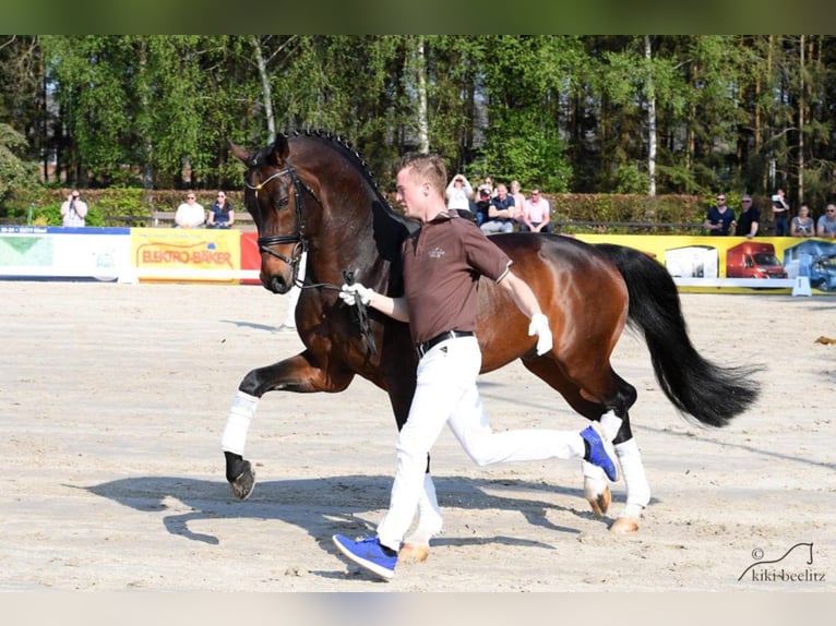 Rhinelander-häst Hingst Mörkbrun in Lastrup