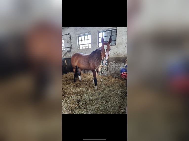 Rhinelander-häst Sto 11 år 165 cm Brun in Zülpich