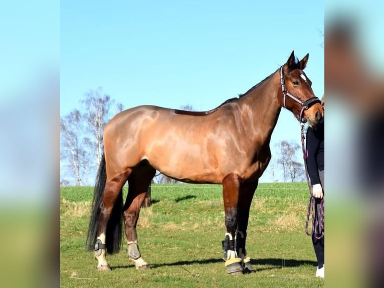 Rhinelander-häst Sto 11 år 165 cm Brun in Espelkamp