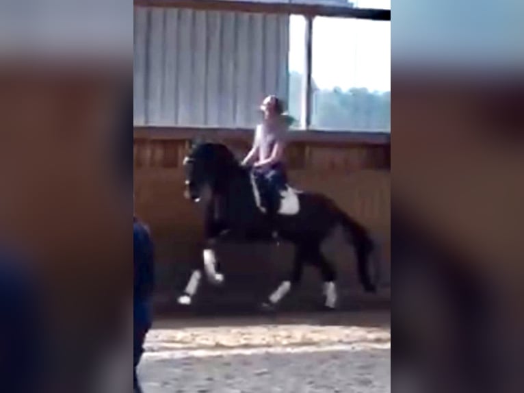 Rhinelander-häst Sto 11 år 166 cm Mörkbrun in Kempen