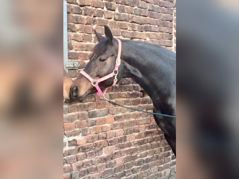Rhinelander-häst Sto 11 år 166 cm Mörkbrun in Kempen
