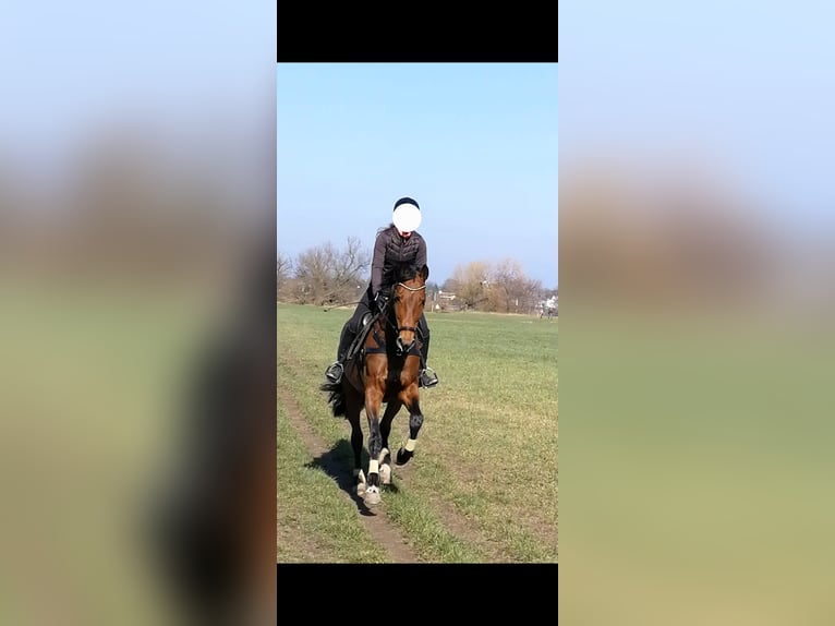 Rhinelander-häst Sto 12 år 169 cm Brun in Meerbusch