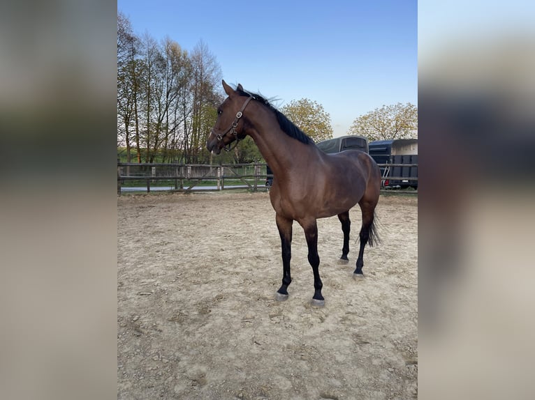 Rhinelander-häst Sto 12 år 180 cm Brun in Mülheim an der Ruhr