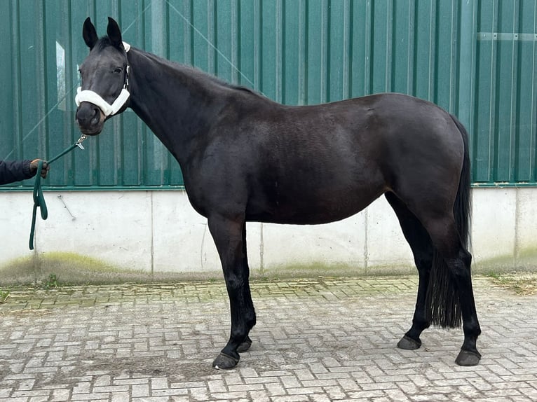 Rhinelander-häst Sto 14 år 170 cm Mörkbrun in Hörstel