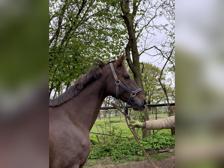 Rhinelander-häst Sto 17 år 165 cm Fux in Emmerich