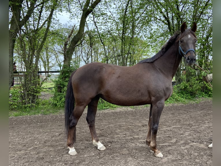 Rhinelander-häst Sto 17 år 165 cm Fux in Emmerich