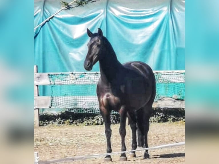 Rhinelander-häst Sto 18 år 163 cm in Marl