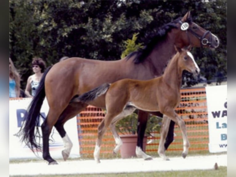Rhinelander-häst Sto 22 år 168 cm Brun in Moers