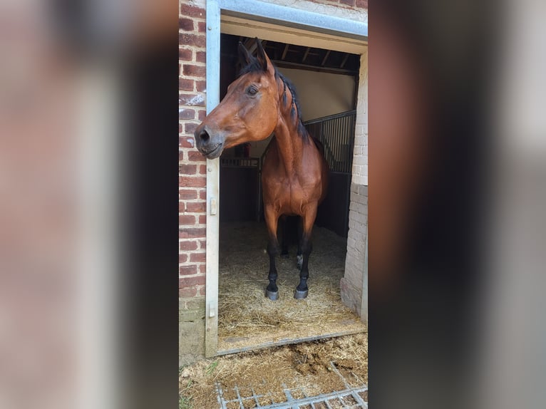 Rhinelander-häst Sto 25 år 175 cm Mörkbrun in Köln