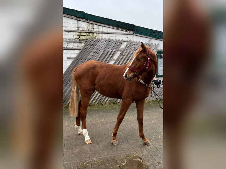Rhinelander-häst Sto 2 år 150 cm fux in Erkrath