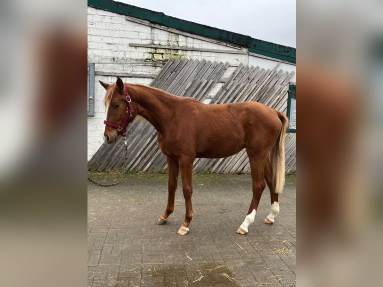 Rhinelander-häst Sto 2 år 150 cm fux in Erkrath