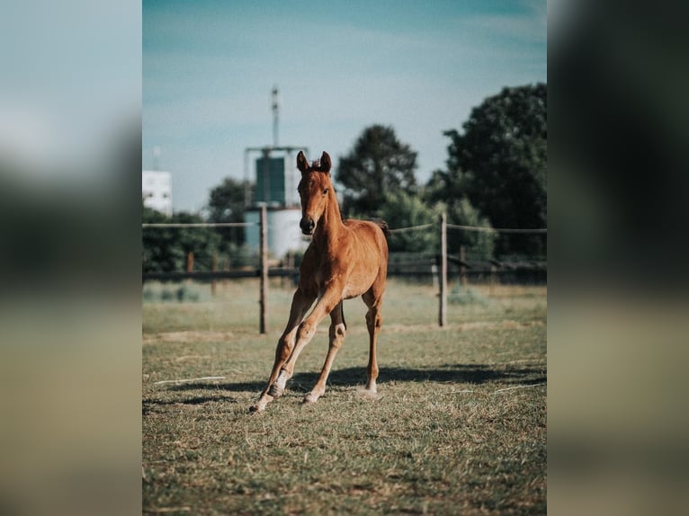 Rhinelander-häst Sto 2 år 168 cm Brun in Mönchengladbach