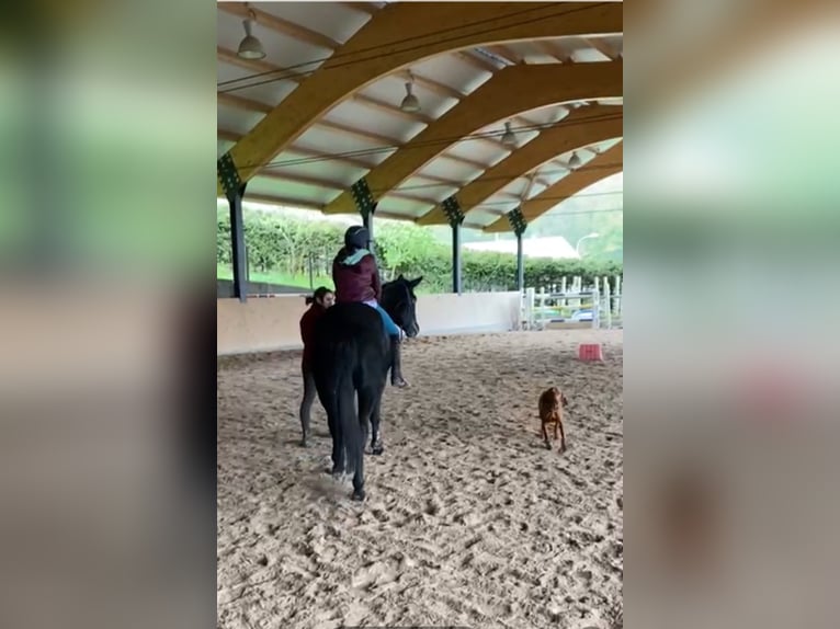 Rhinelander-häst Sto 3 år 162 cm Kan vara vit in Walterswil