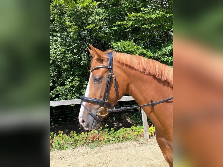 Rhinelander-häst Sto 3 år 167 cm fux in Wermelskirchen