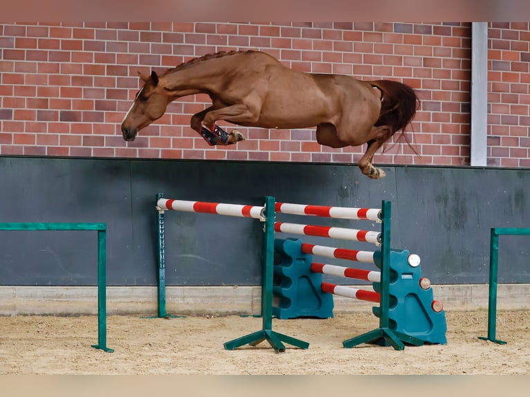 Rhinelander-häst Sto 3 år 169 cm fux in Gersten