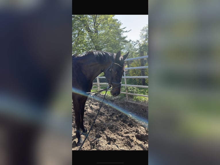 Rhinelander-häst Sto 4 år 163 cm Rökfärgad svart in Clenze