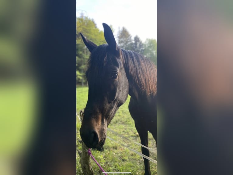 Rhinelander-häst Sto 4 år 163 cm Rökfärgad svart in Clenze