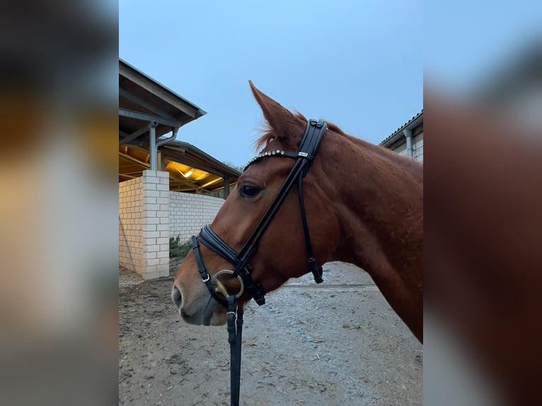 Rhinelander-häst Sto 4 år 165 cm fux in Frechen