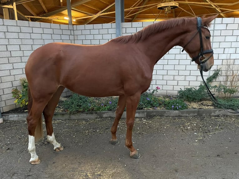 Rhinelander-häst Sto 4 år 165 cm fux in Frechen
