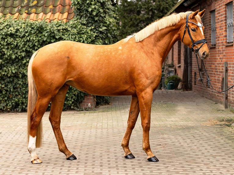 Rhinelander-häst Sto 5 år 167 cm Palomino in Tespe