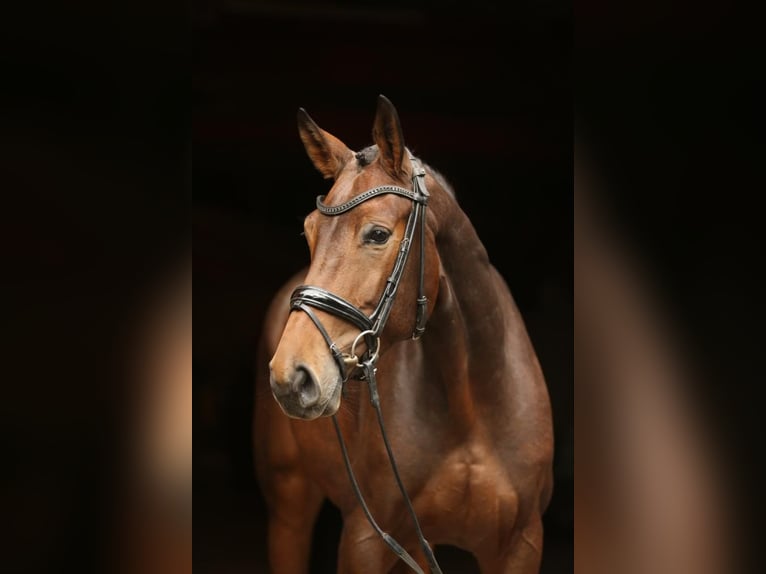 Rhinelander-häst Sto 6 år 168 cm Brun in Landesbergen