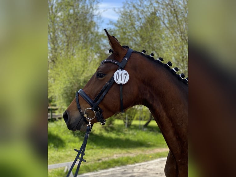 Rhinelander-häst Sto 7 år 165 cm Brun in Ihlienworth