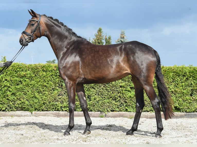 Rhinelander-häst Sto 7 år 168 cm Mörkbrun in Tiddische
