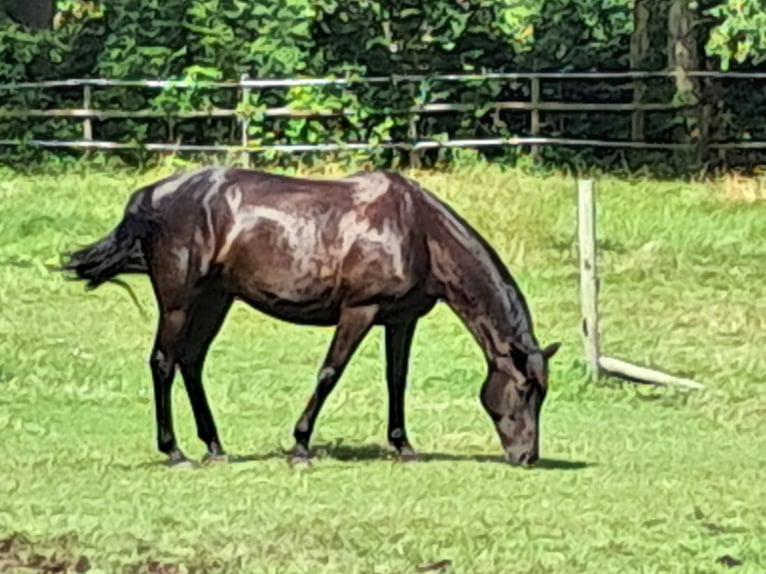 Rhinelander-häst Sto 7 år 168 cm Svart in Bergen (Dumme) Bergen