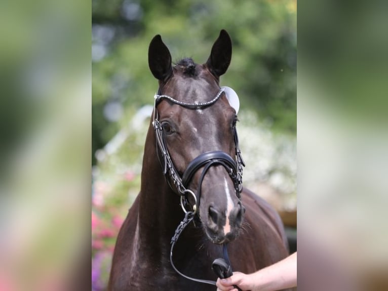 Rhinelander-häst Sto 8 år 164 cm Rökfärgad svart in Moers