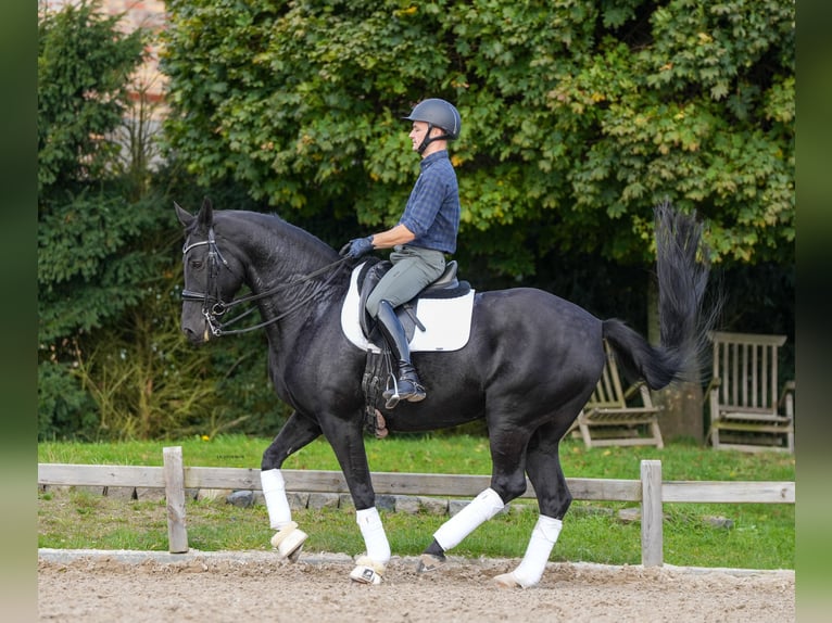 Rhinelander-häst Sto 9 år 165 cm in Pulheim