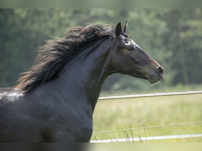 Rhinelander-häst Sto 9 år 172 cm Rökfärgad svart in Moers