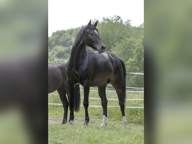 Rhinelander-häst Sto 9 år 172 cm Rökfärgad svart in Moers