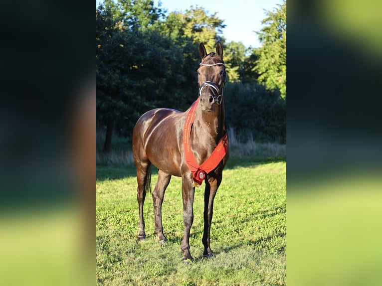 Rhinelander-häst Sto 9 år 172 cm Svart in Dresden Gompitz