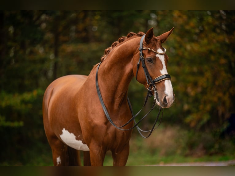 Rhinelander-häst Sto 9 år 175 cm fux in Wehringen