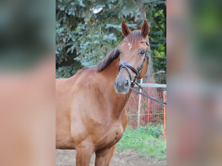 Rhinelander-häst Valack 10 år 172 cm fux in Hartenstein