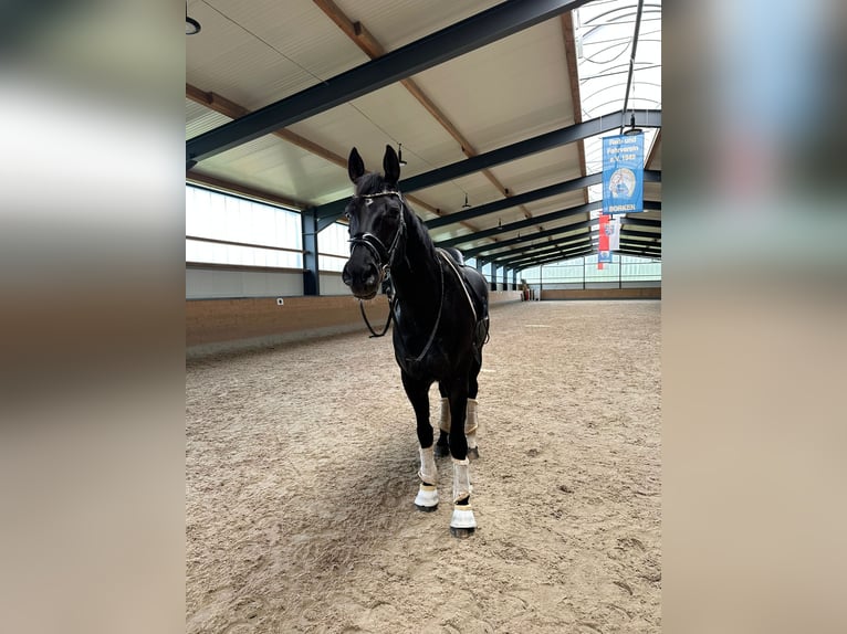 Rhinelander-häst Valack 10 år 175 cm Svart in Guxhagen