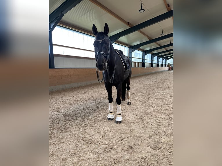 Rhinelander-häst Valack 10 år 175 cm Svart in Guxhagen