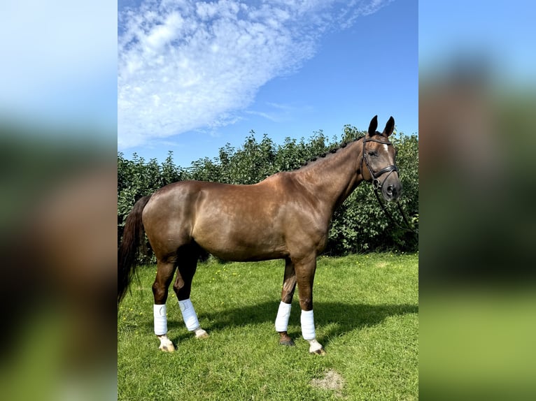 Rhinelander-häst Valack 10 år 176 cm Fux in Morud