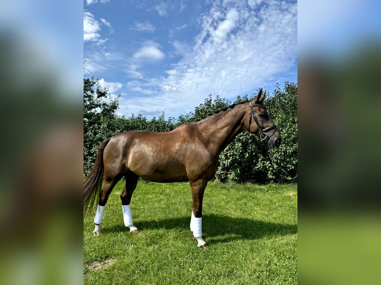 Rhinelander-häst Valack 10 år 176 cm Fux in Morud