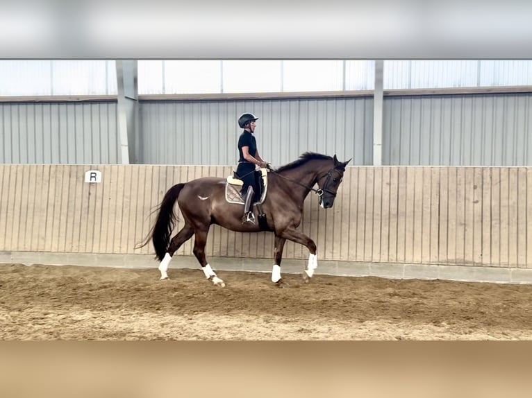 Rhinelander-häst Valack 10 år 176 cm Fux in Morud