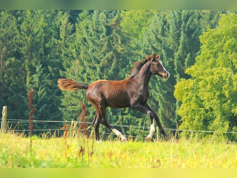 Rhinelander-häst Valack 11 år 165 cm Rökfärgad svart in Wermelskirchen