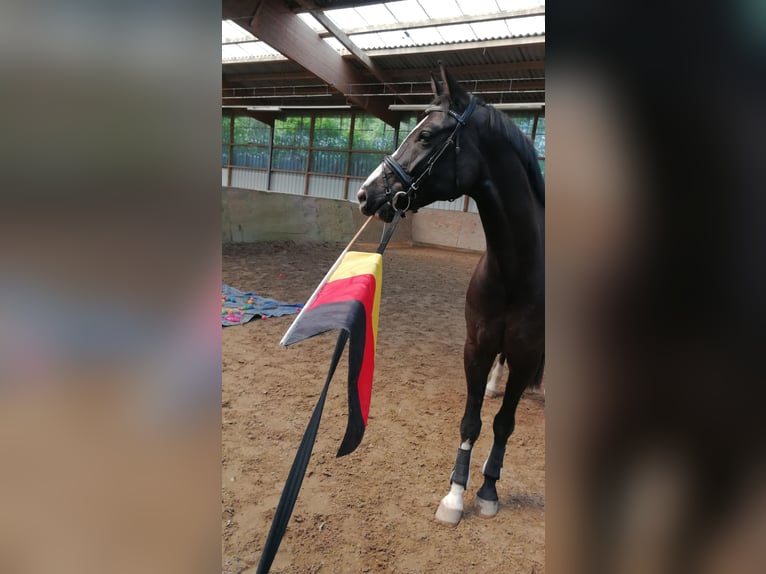 Rhinelander-häst Valack 11 år 165 cm Rökfärgad svart in Wermelskirchen