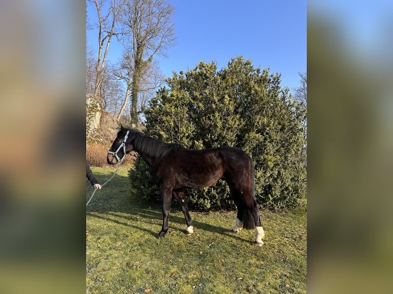 Rhinelander-häst Valack 11 år 170 cm Brun in Bad Laasphe