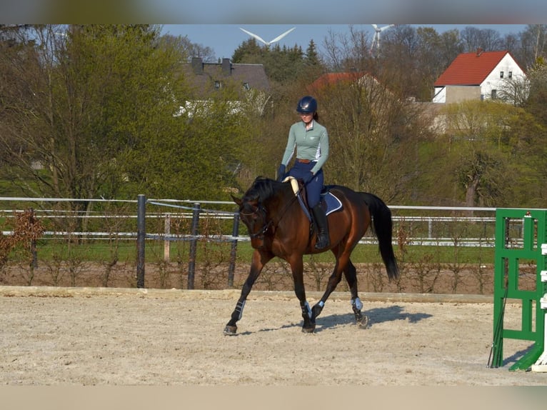 Rhinelander-häst Valack 11 år 172 cm Brun in Lunzenau